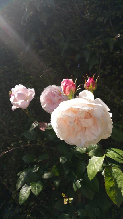Mornington Bed & Breakfast Buitenkant foto